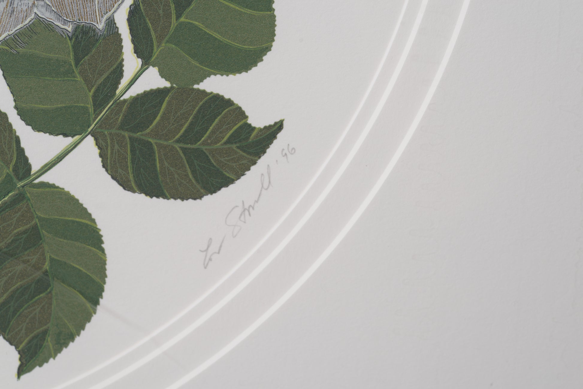 Close-up of a leaf design on a white background