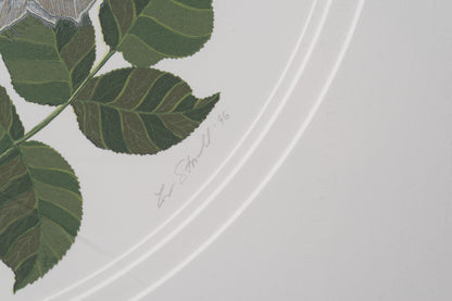 Close-up of a leaf design on a white background