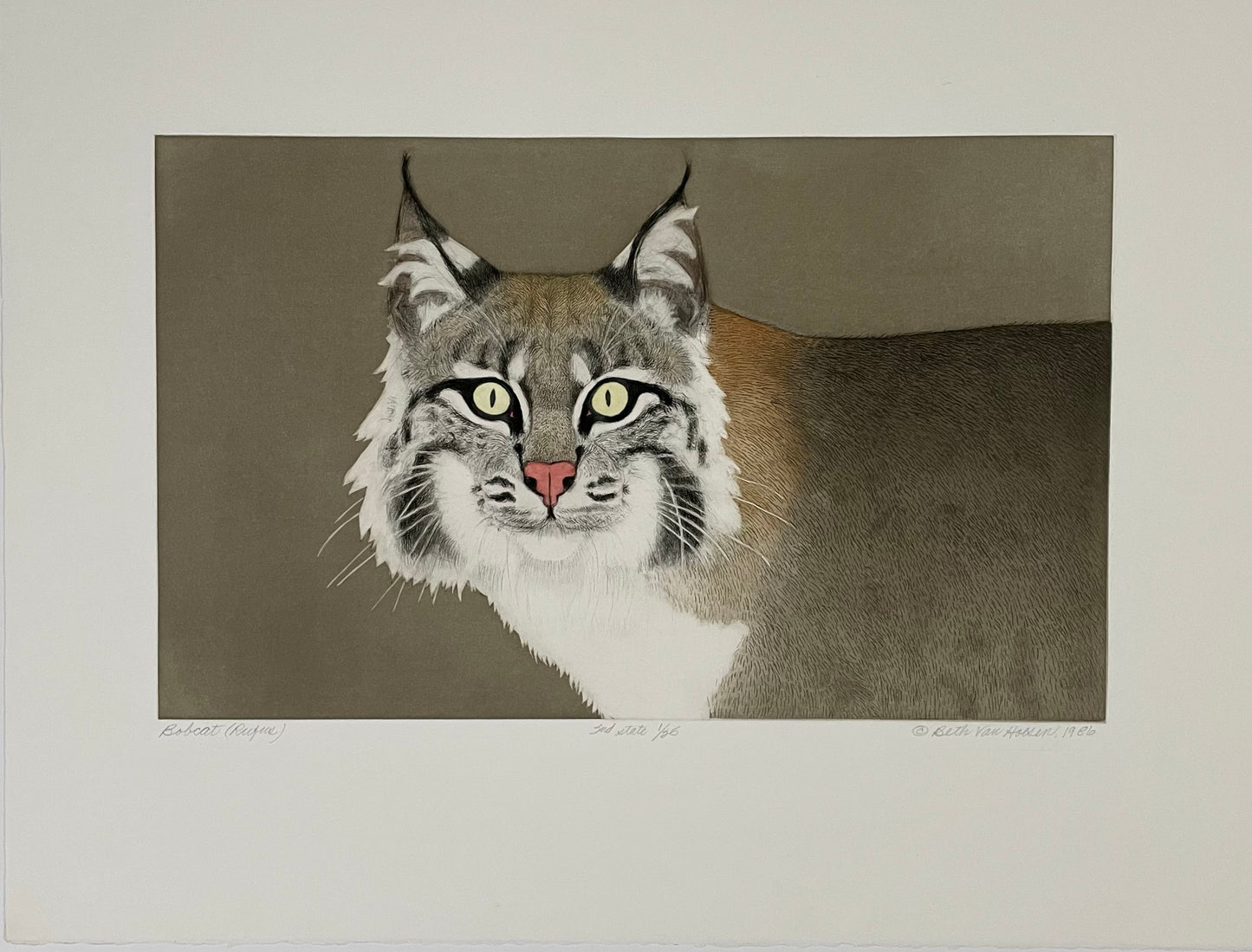 Beth Van Hoesen, Bobcat (Rufus)